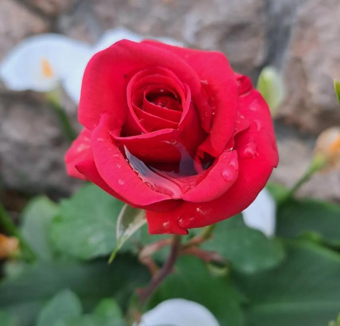Apartmani Tomic سيلين 0*,  كرواتيا